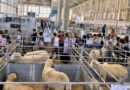 Diputación impulsa en Rota ayudas medioambientales con 100.000 euros para asociaciones