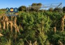 Plantación de marihuana intervenida en Rota