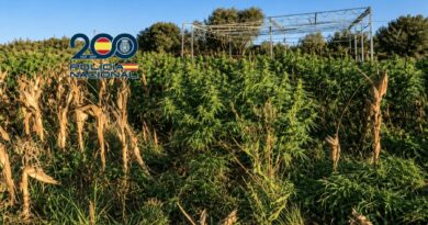 Plantación de marihuana intervenida en Rota