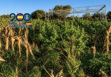 Plantación de marihuana intervenida en Rota