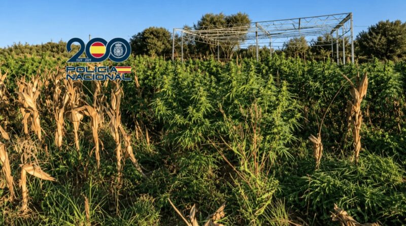 Plantación de marihuana intervenida en Rota